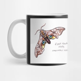 Eyed Hawk Moth drawing Mug